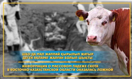 Информация о массовом падеже скота в Восточно-Казахстанской области оказалась ложной