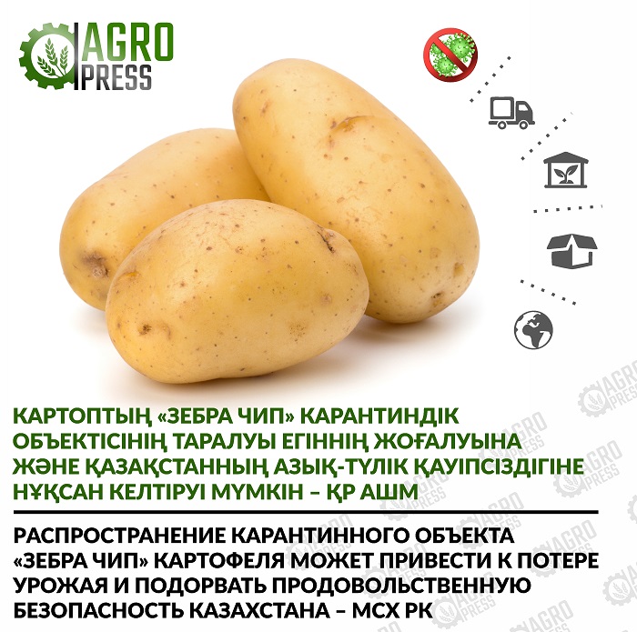 Распространение карантинного объекта «Зебра Чип» картофеля может привести к потере урожая и подорвать продовольственную безопасность Казахстана – МСХ РК