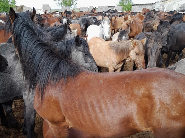 Кражу табуна лошадей раскрыли полицейские в СКО