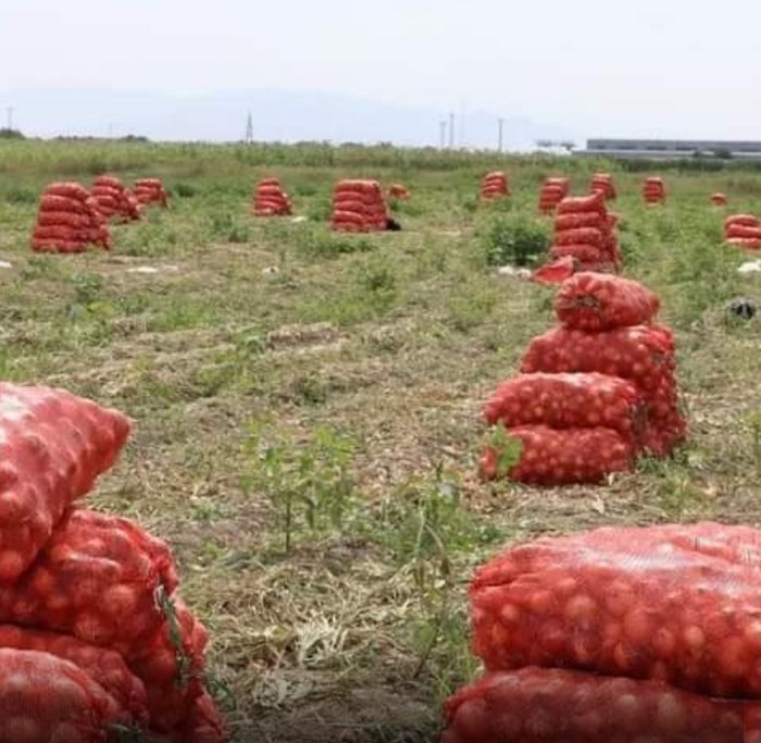 Жамбылские аграрии получают по 70 тонн лука с гектара