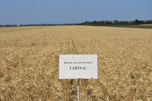 Разработка казахстанских селекционеров «Таймас» получила патент