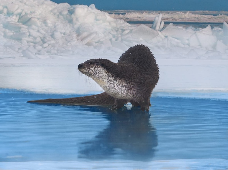 В Казахстане сократилось количество видов животных, занесённых в Красную книгу